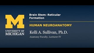 Nervous System: Reticular Formation