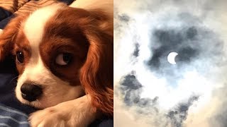Eclipse looks just like NJ dog — Crazy optical illusion