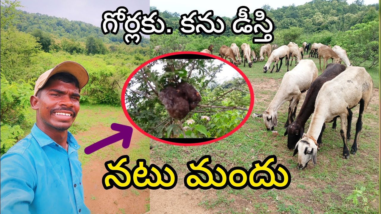 Sheep health care video's in Telugu||animals video నట్టు మందులు 🐑🐏