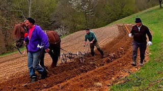 This Is How We Grow Potatoes | Real Carpathian Mountain Farming