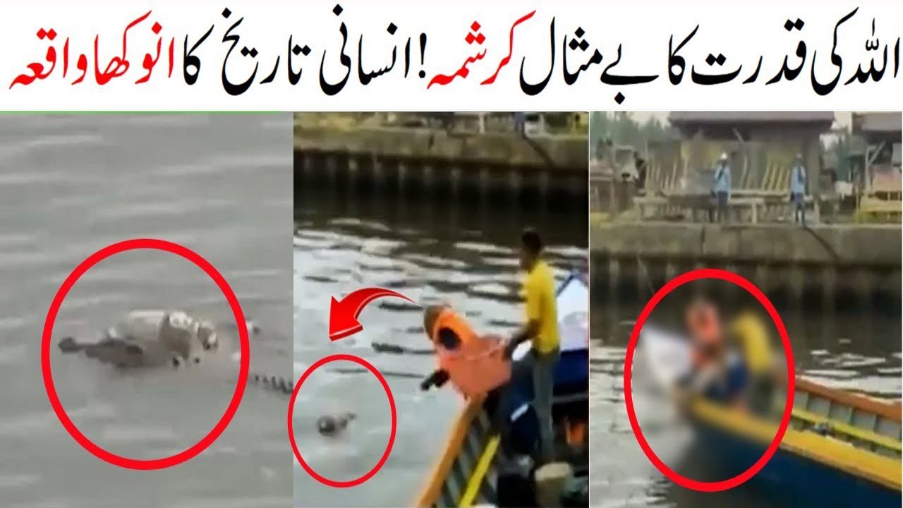 Miracle of Allah // Kind hearted crocodile return child to parent // Animal help human Viral video
