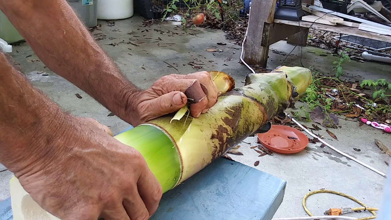 bamboo blinds Bamboo shoot harvest 8/01/18