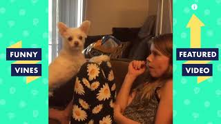 Try Not To Laugh Cute Dog Videos Funny Videos January 2020