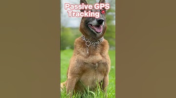 Introducing the QRs Life Smart Pet Tag: The Future of Pet ID Tags!