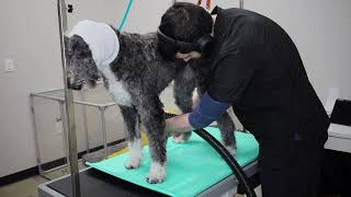 Professional Sheepadoodle Grooming by Jack Armour 256 views 2 years ago 31 minutes