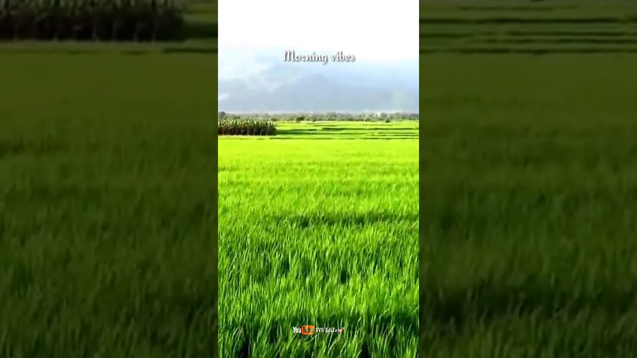 Morning vibes WhatsApp status love nature SVS EdiTz💕 YouTube