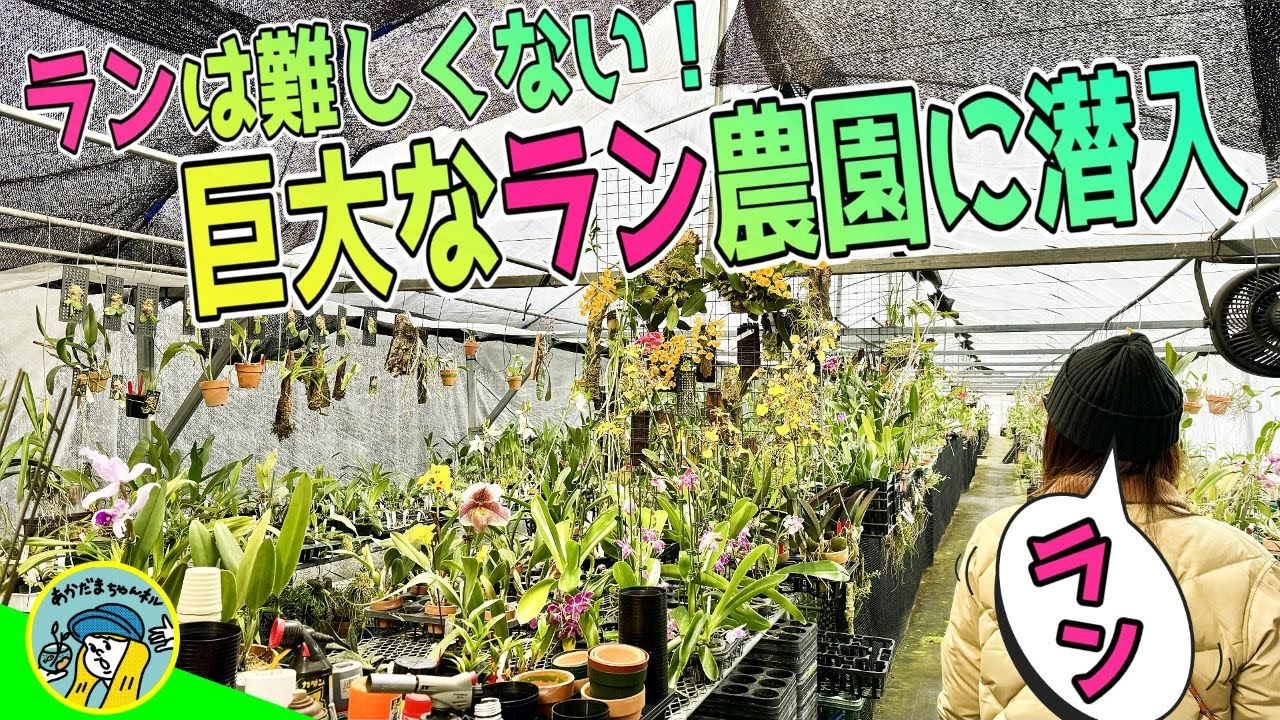 ランの世界は難しくない！巨大なラン農園に潜入（着生ランやジュエルオーキッドはパルダリウムで大活躍！大場グローバルプランツ）