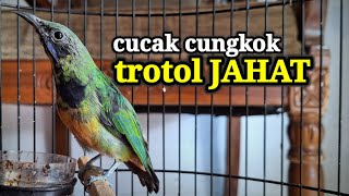 cucak cungkok trotol gacor