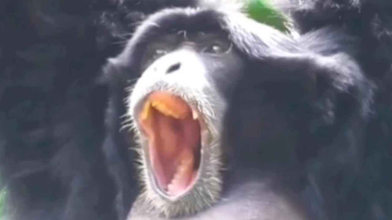 Perfectly Cut Siamang Screams
