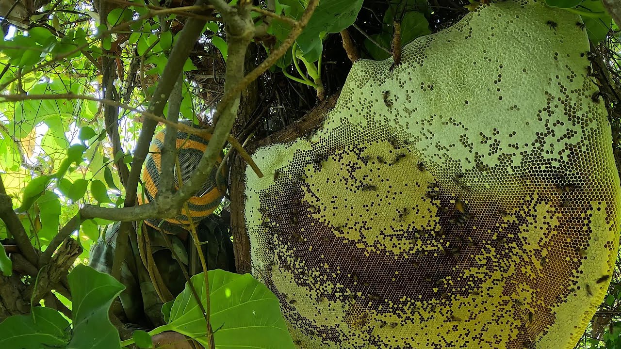 ปาดรอบ2 รังที่3เขาชี้เป้าหัวน้ำปิดตารามคอน มี12กิโล+++แน่  |  พรานหมึก คนตีผึ้ง