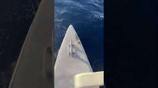 Dolphins Spotted in Hawaiian Waters by Vacation Goers