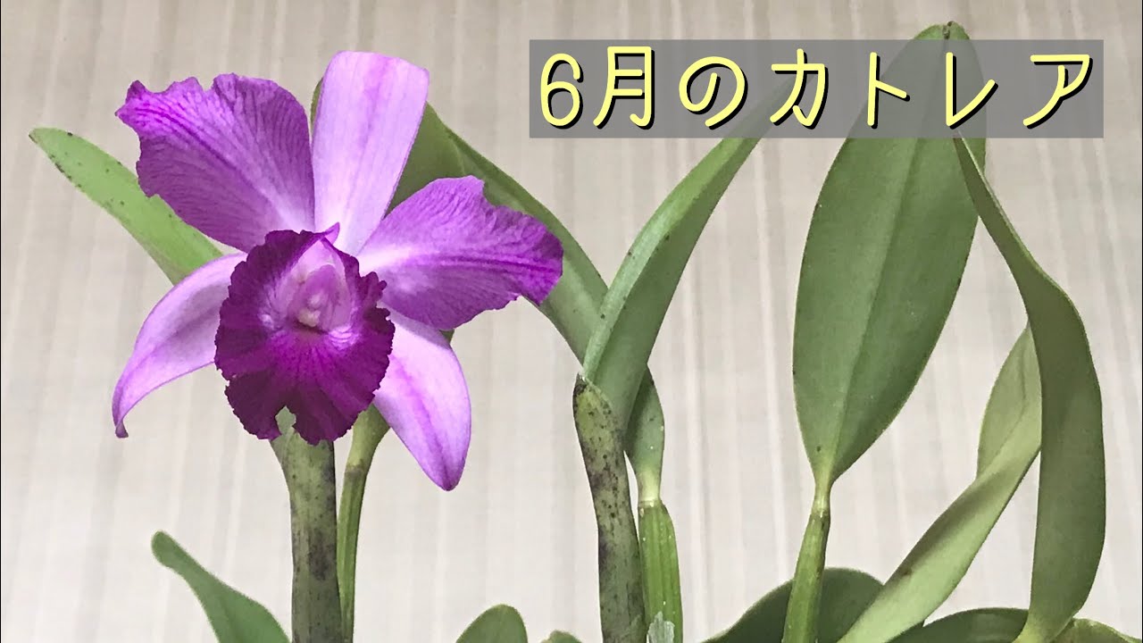 6月のカトレア 蕾と蜜 アリ とコナカイガラムシ タケノコ蘭 Youtube
