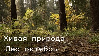 Живая природа. Лес