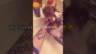 does he want his bellay washed #pibble #washmybelly #meme #instagram