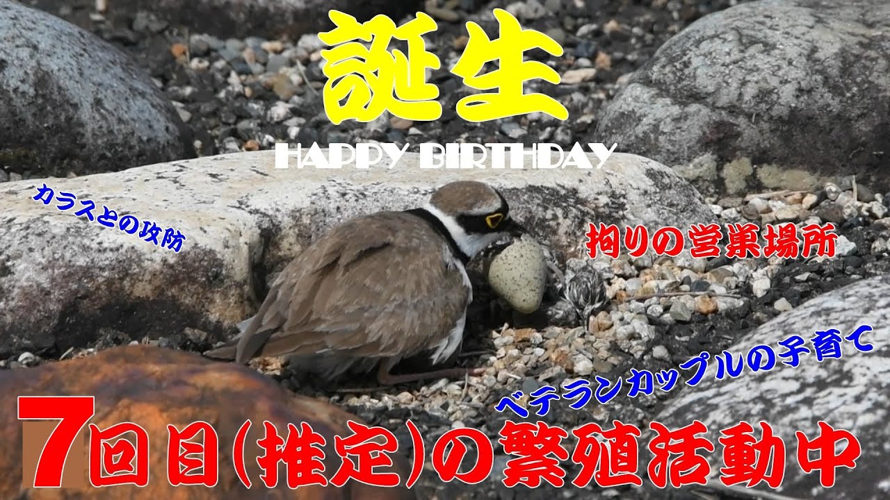 【誕生】コチドリ　'23.05.27【野鳥】