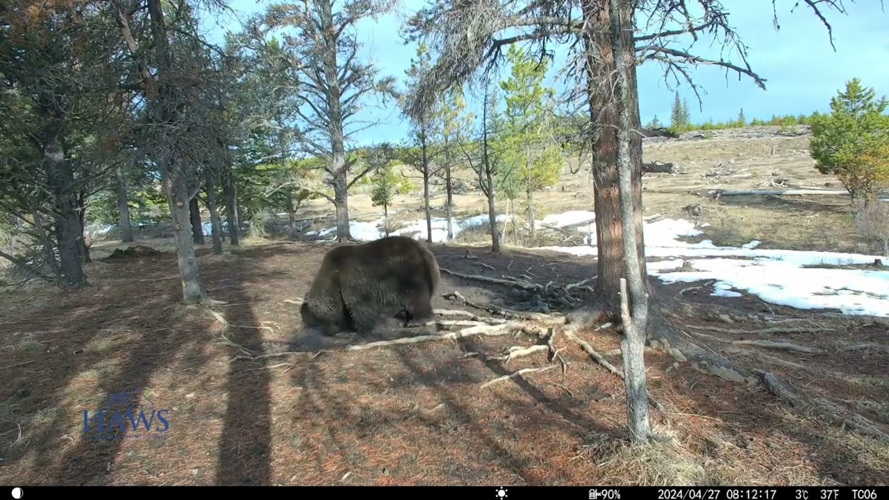 Campark TC06 Trail Camera Shooting Animals Collection