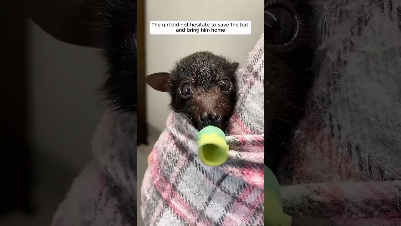 Kind passerby rescued a baby bat and then... 