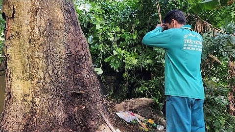Cưa  cây  bình  linh  siêu  to  khủng  lồ  .Ở suối  vàng. Cưa  cây  kỷ  thuật  cao