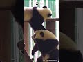 You Can Never Wake Up A Panda Who's Pretending To Be Asleep | iPanda #shorts