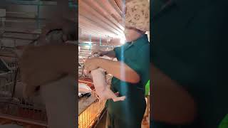 How to cut teeth piglet health good EP 1541 #piglet #farming #pets #animals #farmanimals