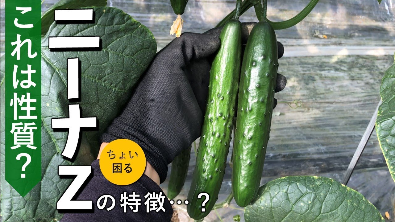 Some troublesome characteristics of the cucumber cultivar Nina Z