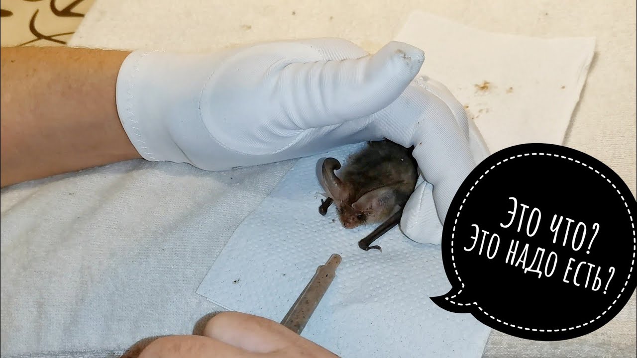 Ушастая мелочь или просто Ушан