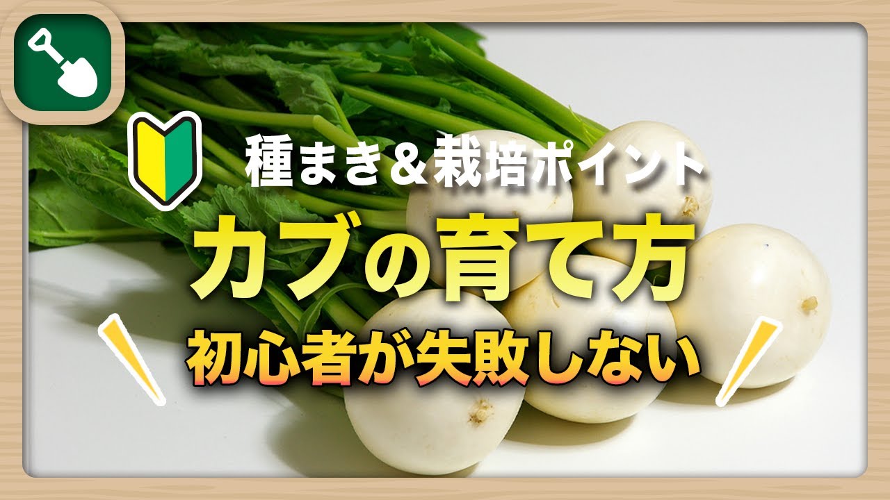 ビフルカッム　オールド株【初心者歓迎・希少株】育てやすい株 カブの栽培方法｜大きく育てるカブの育て方は種まきと肥料が大切
