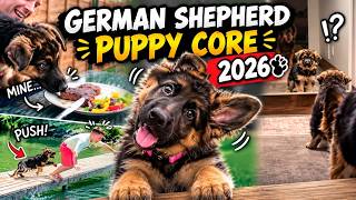 German Shepherd Puppies Being German Shepherd Puppies for 3 Minutes 😂