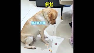 He Kept Pranking His Dog Until It Fought Back #pets#shorts He Kept Pranking His Dog Until It Fought Back #pets#shorts