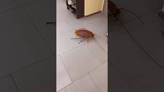 Radroaches are here!