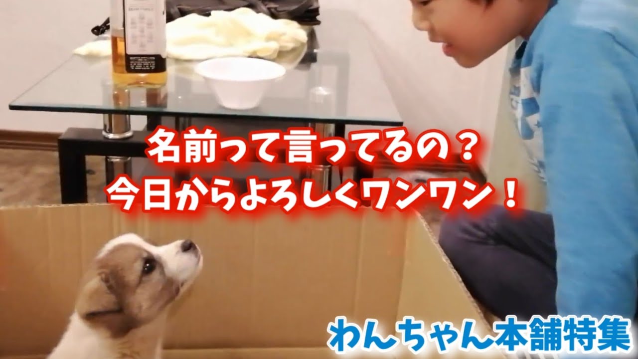 2024/05/05ご来店わんちゃん , 2024/05/18ご来店わんちゃん – HQGG