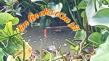 xuống cần đụng phải cụ rô sông thêm hồi lên thêm hugo quá khủng