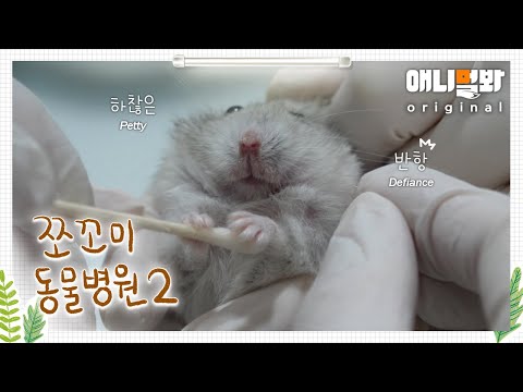 쪼꼬미 동물병원 시즌2 1화 (내원환자 : 드워프햄스터 두부님)ㅣAnimal Hospital for Tiny Animals2 Ep 1(<strong>Patient</strong>: Dubu, Hamster)
