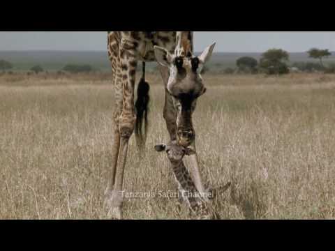 Battle at Kruger - Mother Love Giraffe in HD