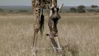 Battle at Kruger  Mother Love Giraffe in HD
