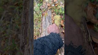 MUSHROOMS EXPLODE but my mom didn’t believe me 🍄💥 #boom #nature #wow #incredible #outdoors #fungus