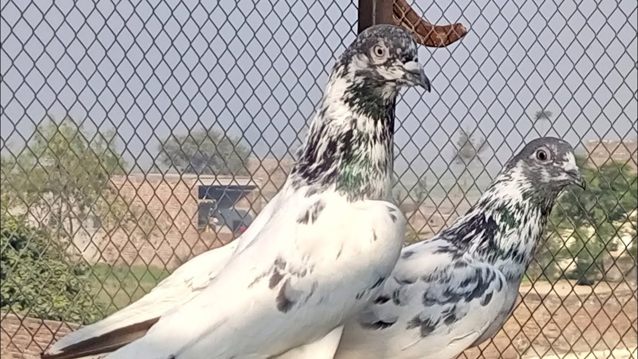 mashallha original salkoti batera jora for sel 03484808737 pleez my cehnal subscribe pleez