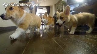 20130831 Part 2 cute corgi puppies take off / コーギー子犬 飛行犬 ㌧㌦