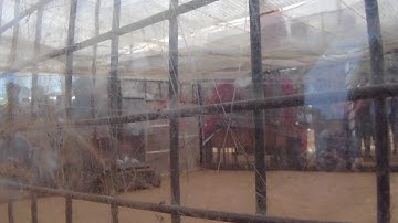 Robowars team  terminator (WEDGE) vs wedge bot @GEC GOA 2017