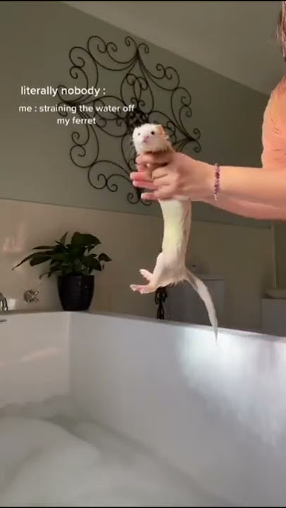 how to get free Ferret slap Bracelet