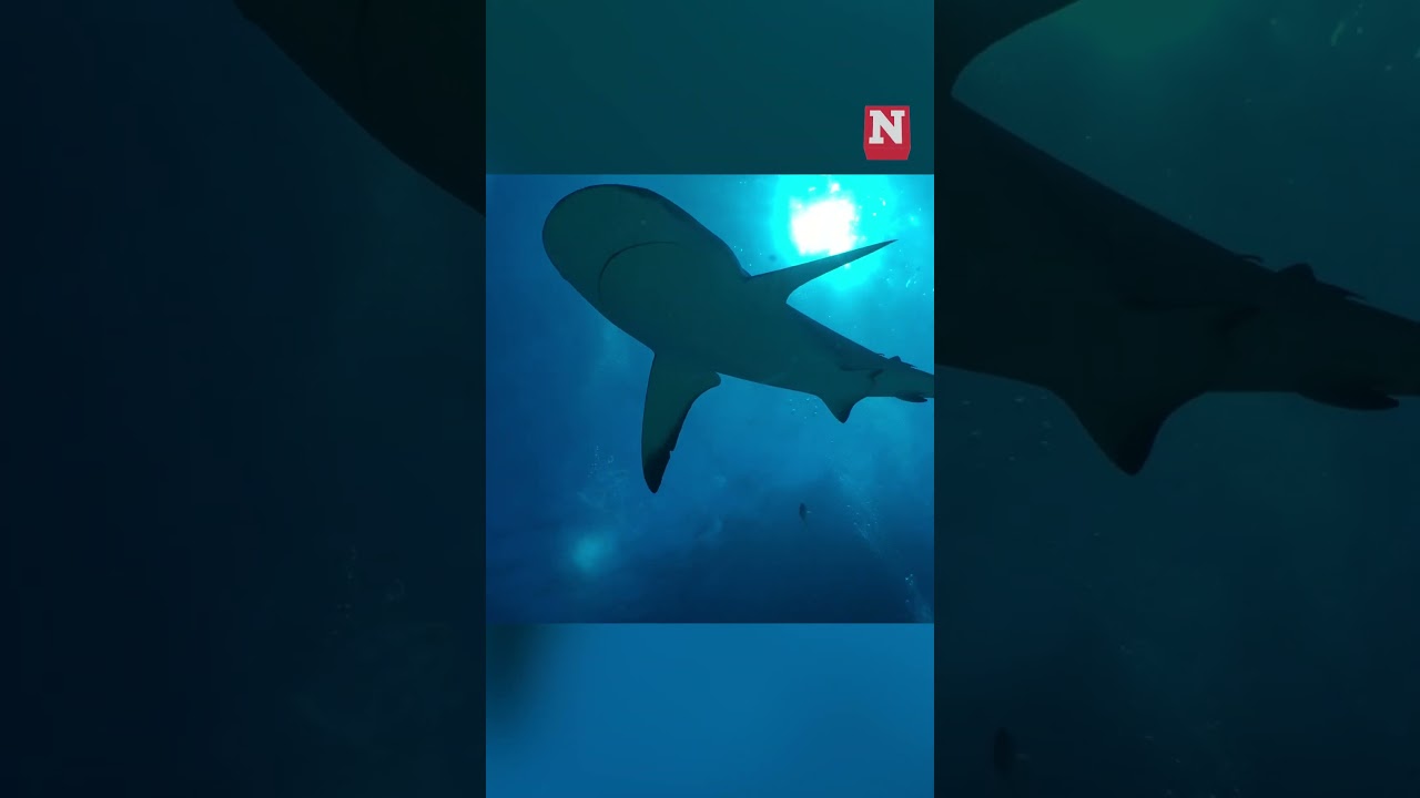 Curious Tiger Shark Snatches Phone And Takes Crazy Video