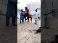 خيل يام اللابه الشواشه