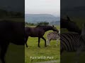 Horse Vs Zebra