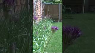 Alliums Flower Timelapse 4 Months In 60Secs