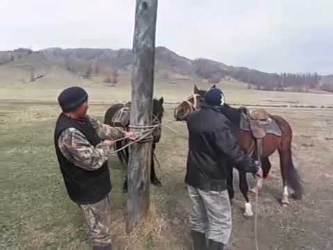 Video: Trimmer Bilan O'tlarni Qanday Kesish Mumkin? 26 Ta Rasm Bichish Paytida Uni Qanday Ushlab Turish Kerak? Maysazorda Baland O'tlarni O'rishda Uni Qanday To'g'ri Ishlatish Kerak?