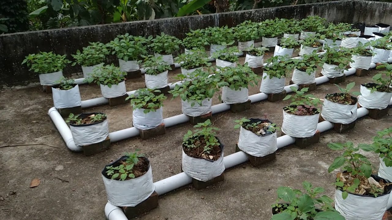 Wick Irrigation YouTube