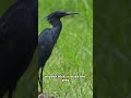 This Bird creates a Fake Night to Hunt! 🦅🌑