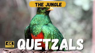Why the Quetzal is the REAL Symbol of Guatemalan Pride