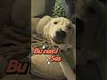golden komik sesi   🎻