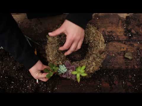 Video: How To Make A Living Wreath Of Succulents